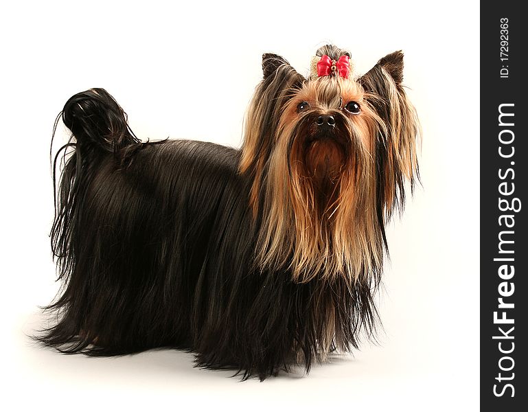 Yorkshire terrier on soft background. Yorkshire terrier on soft background