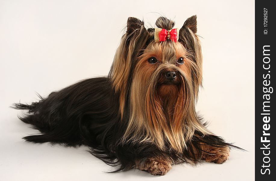 Yorkshire terrier on white background