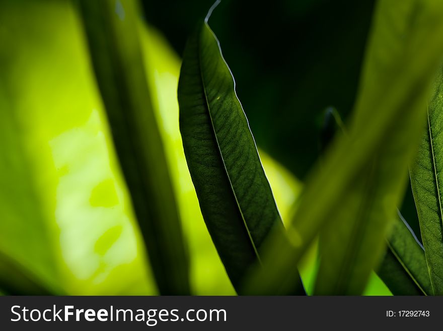 Close up view  of fresh green leafs