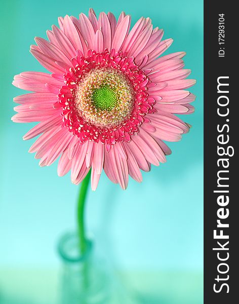 Independence pink daisy