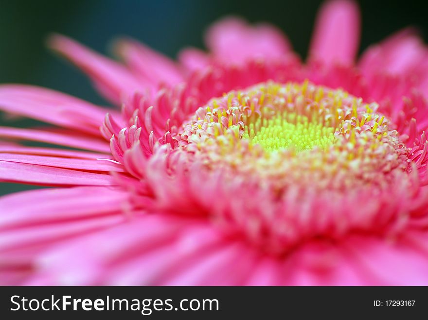 A beautiful pink daisy with a macro photography in a black background. A beautiful pink daisy with a macro photography in a black background