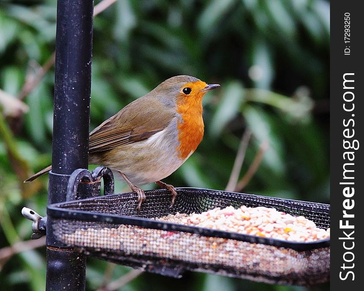 English or European Robin Redbreast (Erithacus Rubecula)