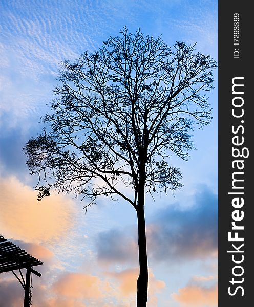 Silhouette Solitary tree at the sunset in upcountry of Thailand