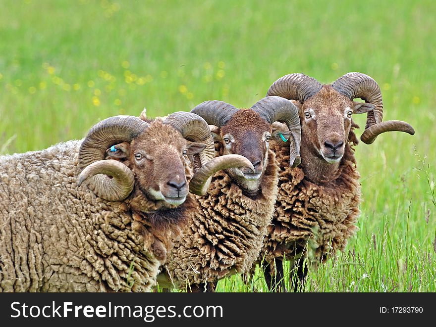 Three Castlemilk Moorit Sheep in a country meadow. Three Castlemilk Moorit Sheep in a country meadow.