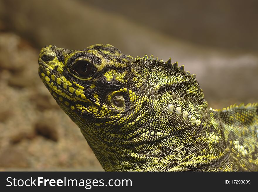 Closeup photo of a yellow and black lizard head