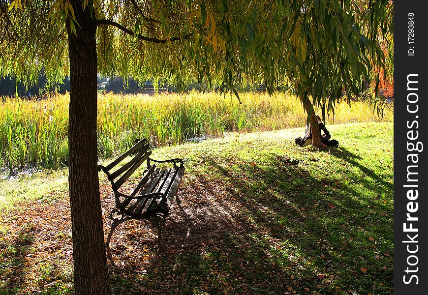 Wooden bench under broad leaf tree in park. Wooden bench under broad leaf tree in park.