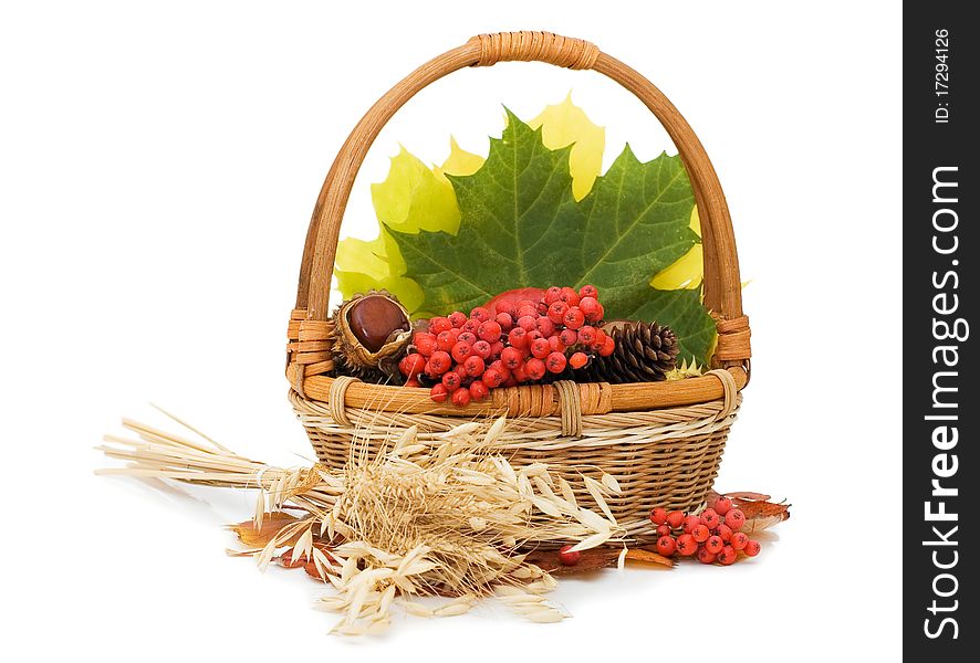 Autumn leaves and fruits isolated on white background