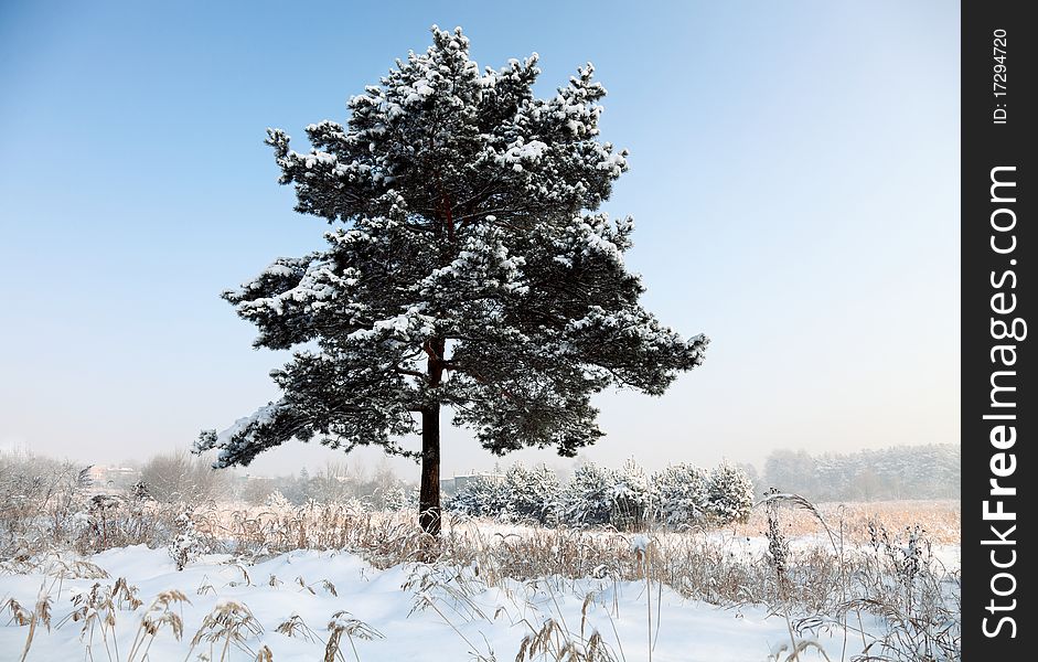 Snow covered pine trees in mountains. Snow covered pine trees in mountains