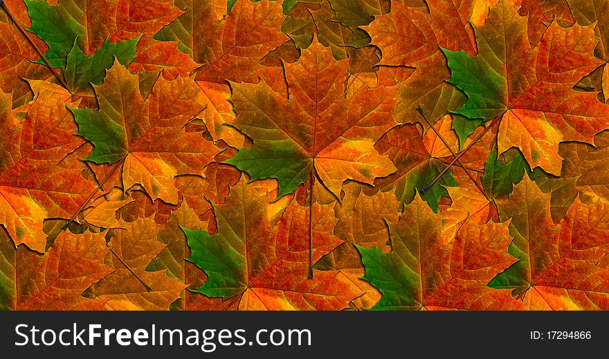 Maple leaves in gradient autumn colors