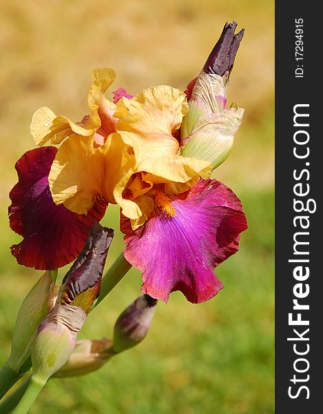 Yellow and purple blooming bearded Iris with unopened buds. Yellow and purple blooming bearded Iris with unopened buds.