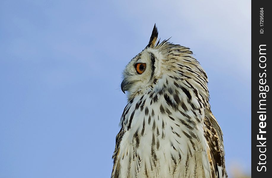 Close up of beautiful owl. Close up of beautiful owl