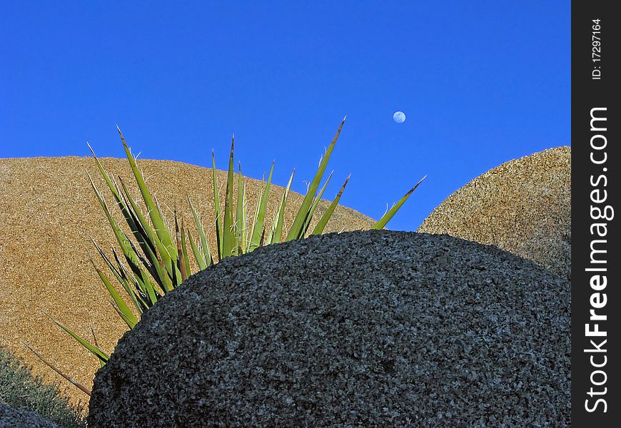 A close-up image from Joshua Tree National park of a yucca plant sandwiched between granite boulders against a blue sky & moon. A close-up image from Joshua Tree National park of a yucca plant sandwiched between granite boulders against a blue sky & moon.