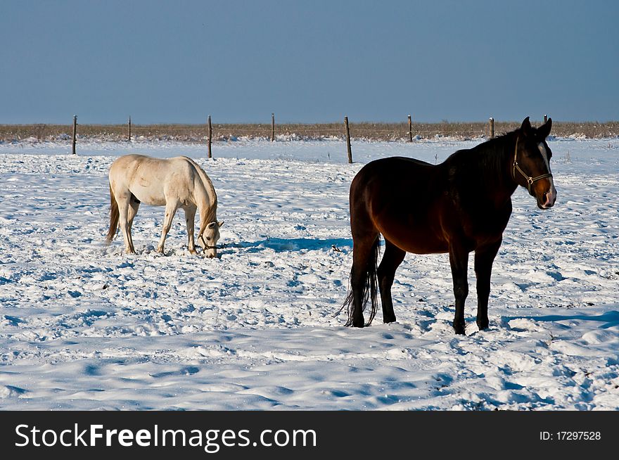 The brown and white horses in winter