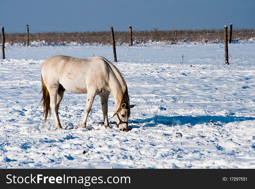 The white horse in winter