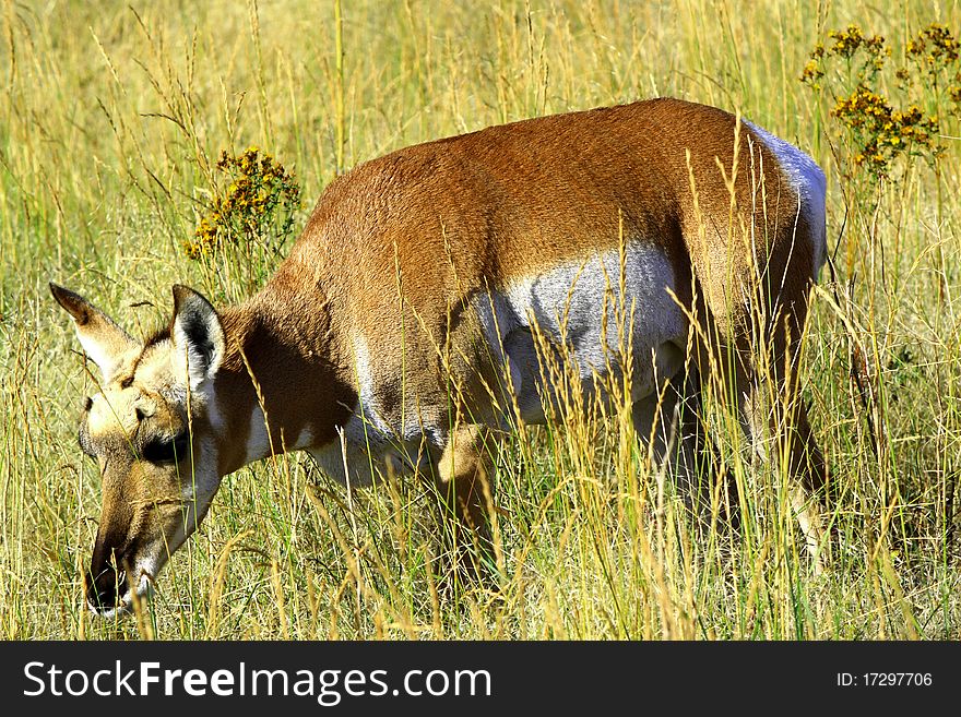 Pronghorn antelope-1
