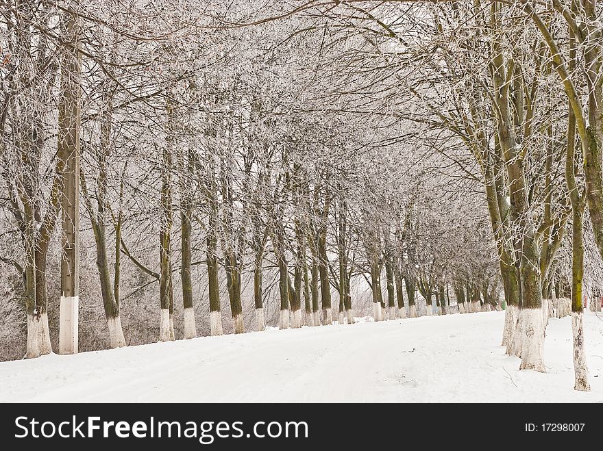 Beautiful frosty winter season alley. Beautiful frosty winter season alley