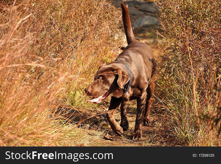 Chocolate labrador on hunting path