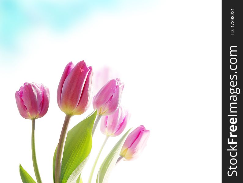 Pink tulips on a white background. Pink tulips on a white background.