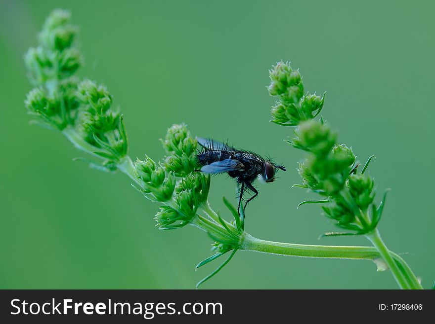 Black fly on the blade of grass