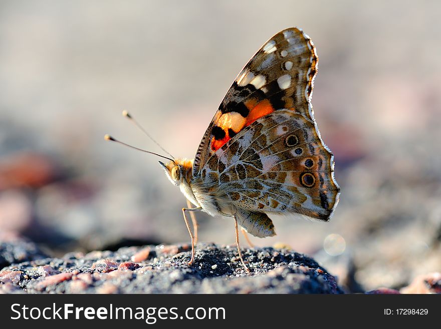 Close up of butterfly Vanessa cardui