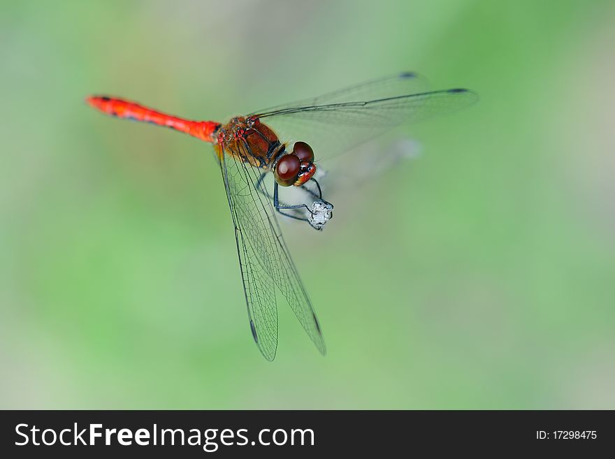 Close up of red dragonfly