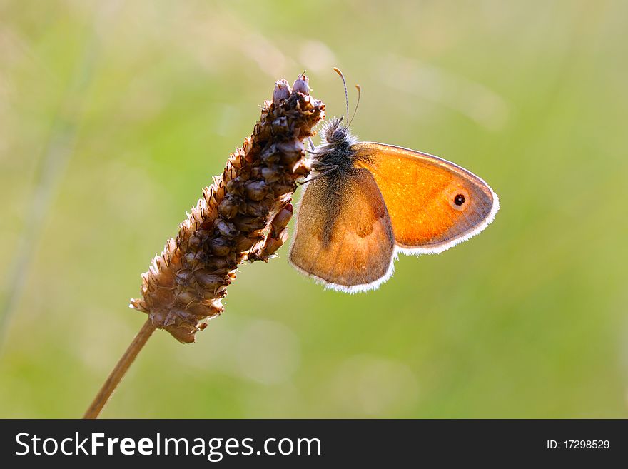 Close up. Butterfly in the sun