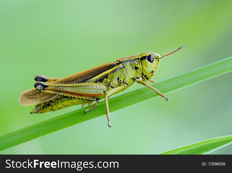 Green orthoptera on blade of grass
