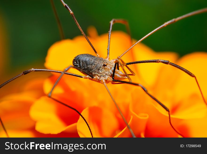 Spider opiliones on orange blossom