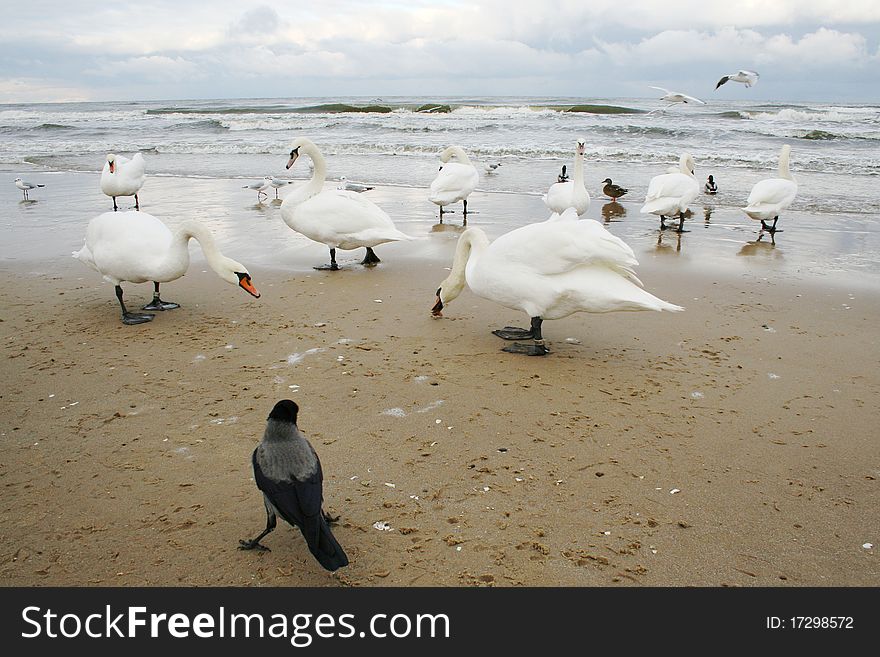 Birds On The Beach