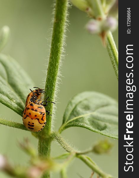 Two stink bugs on a green plant