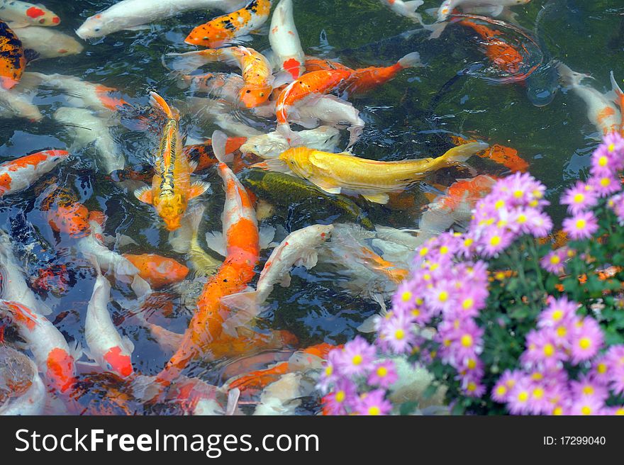 Goldfish And Chrysanthemum