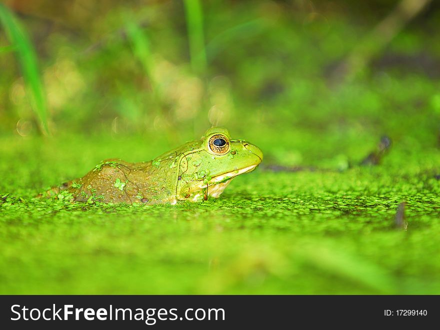 A green frog in a pond covered in green duckweed and other foliage.