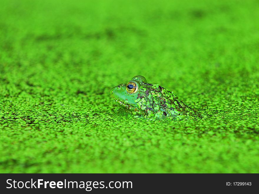 A green frog in a sea of green duckweed in a pond. A green frog in a sea of green duckweed in a pond.