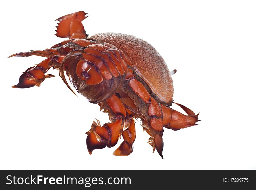 Red crab front view on white background