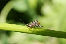 Insect On A Green Leaf Royalty Free Stock Image Insect On A Green Leaf Royalty Free Stock Image
