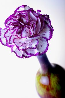 Purple Carnation Stock Photography Purple Carnation Stock Photography