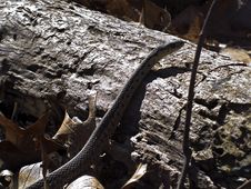 Garter Snake On Log Royalty Free Stock Photography Garter Snake On Log Royalty Free Stock Photography
