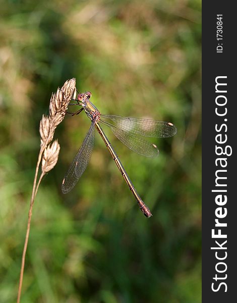 Damselfly On A Straw.