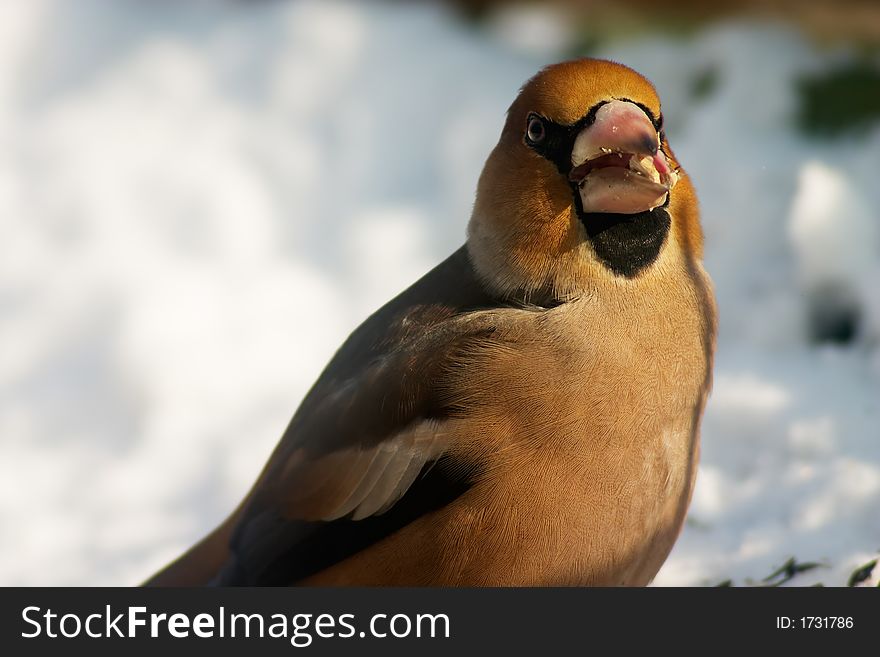 Grosbeak beard eating seeds in the winter scenic. Grosbeak beard eating seeds in the winter scenic