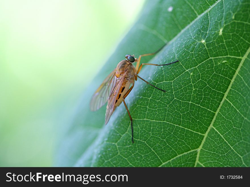 The unknown insect sits on a green leaf of a plant. The unknown insect sits on a green leaf of a plant