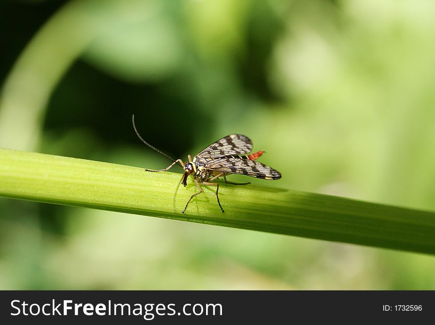 Insect on a green leaf