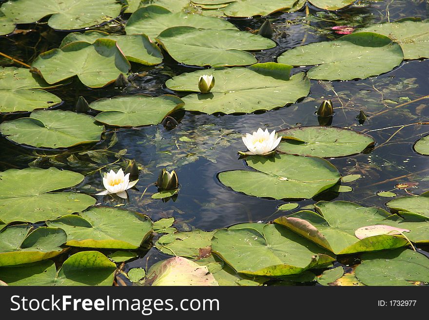 Blossoming lilies in the thrown pond. Blossoming lilies in the thrown pond