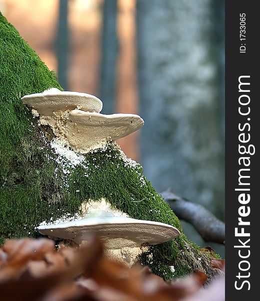 Mushrooms And Moss