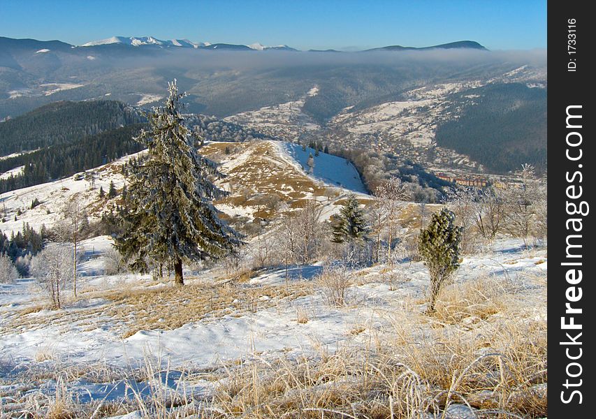 Winter scene with rime grass in front, big fir-tree and forest on mountainside behind. Winter scene with rime grass in front, big fir-tree and forest on mountainside behind