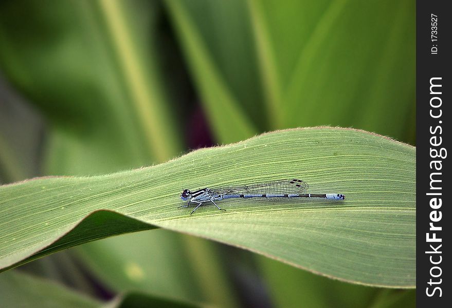 DragonFly on the corn leaf