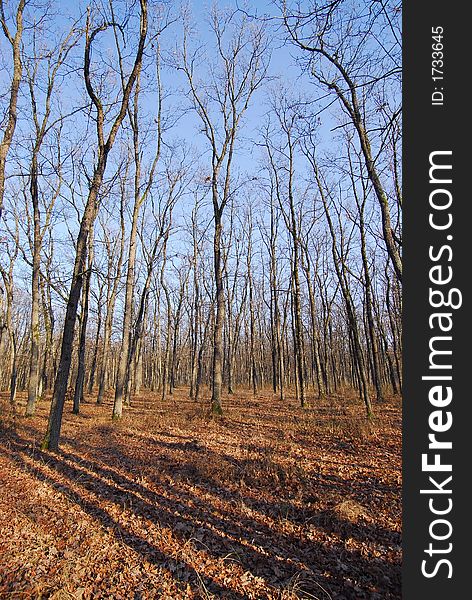 Forest in autumn on a clear, sunny, day