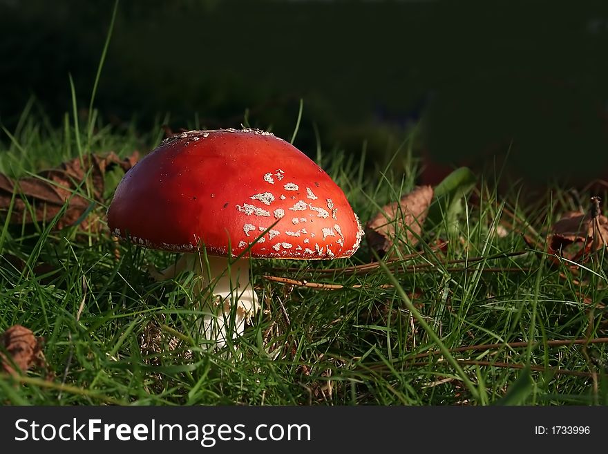 An fly agaric in the late eveningsun