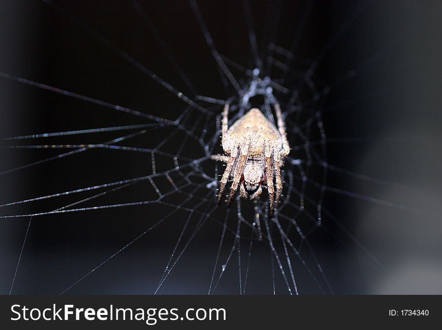 Close up of a spider in its web. Close up of a spider in its web