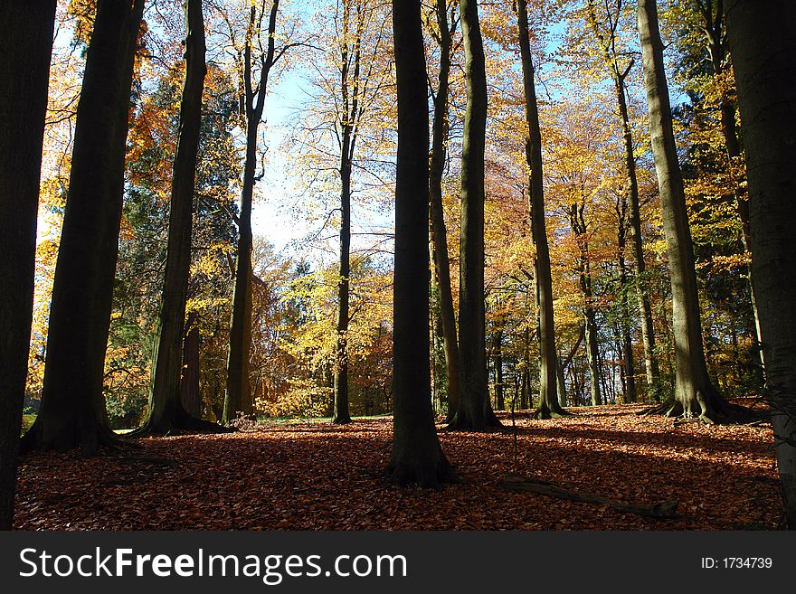 European colorful forest will tall trees in autumn and golden leaves on the soil. European colorful forest will tall trees in autumn and golden leaves on the soil.