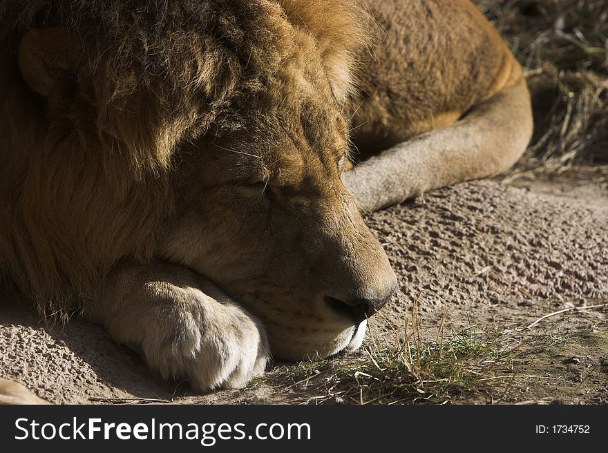 Close up of a male lion sleeping on rocks. Focus on snout between the eyes. Close up of a male lion sleeping on rocks. Focus on snout between the eyes.